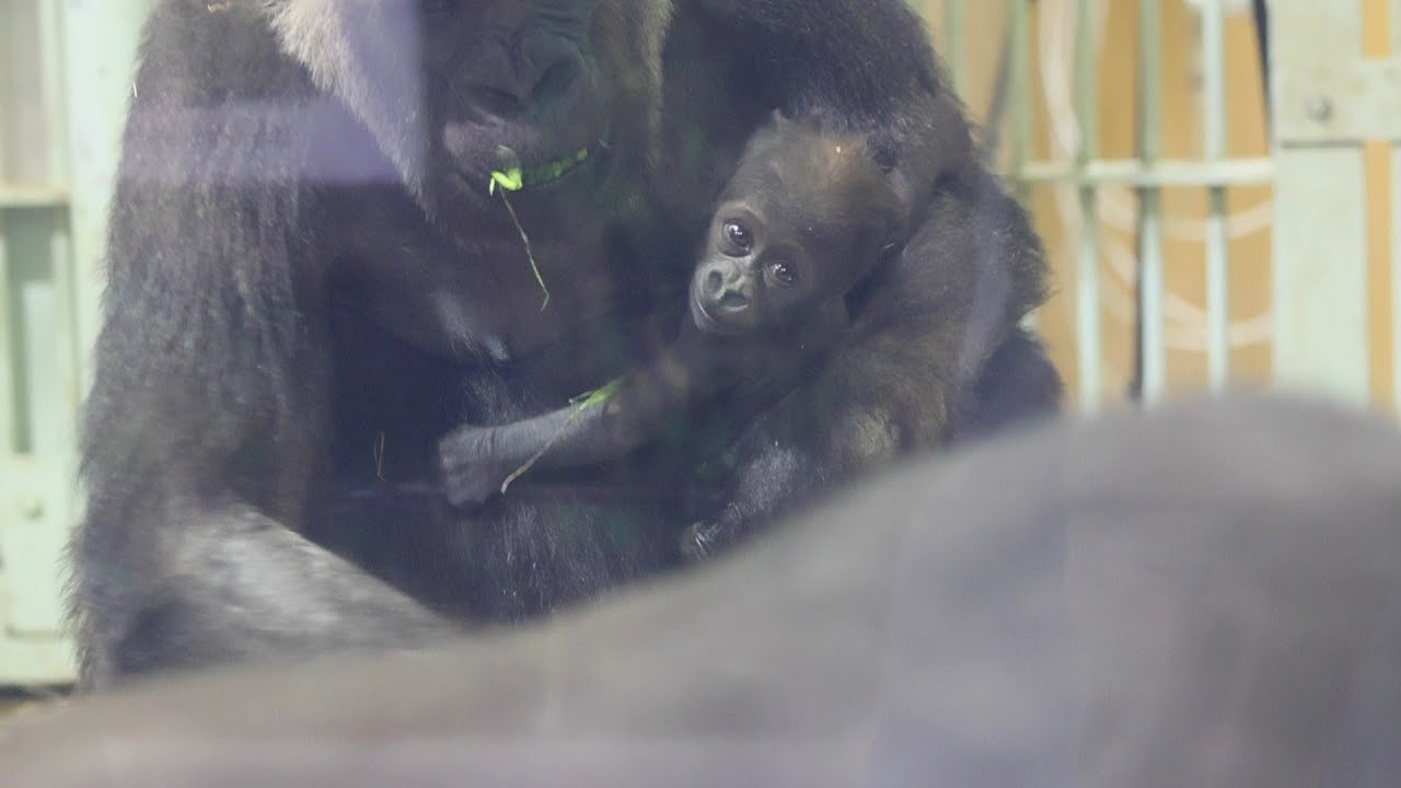 兄キンタロウの行動が気になって見つめる赤ちゃんゴリラ｜京都市動物園｜撮影日2026.1.20｜【きょうのゴリラ】