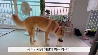 2살 여아 진도믹스 라운이 ㅡ 주말임보처에 왔어요