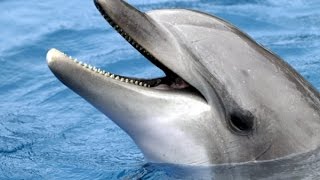 Hunter hunted - Dolphins attack Hunter Hunted Nat Geo