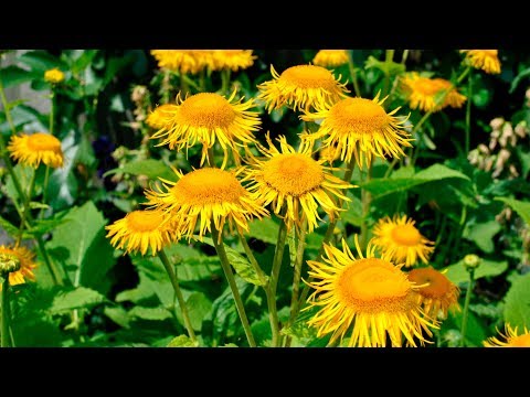 Видео: Информация о растениях Девясил - Советы по выращиванию растений Девясил