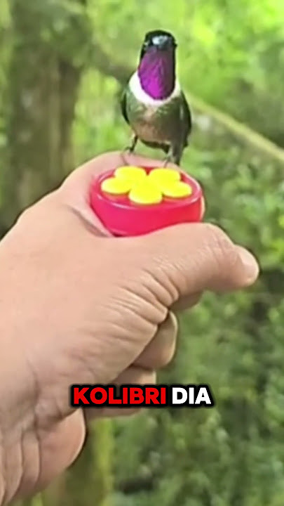 kucing bucin vs burung kolibri #nana  #kucing #burung #cinta #story