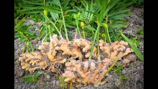 Ginger: The Amazing Story of a Remarkable Root