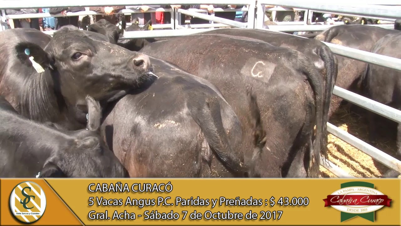 071017 Venta de Vacas P.C. con crìa y preñadas Cabaña Curacó Gral