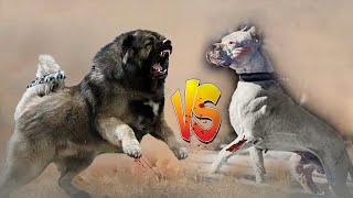 الماستيف التيبتي (اضخم كلب فى العالم) ضد دوجو ارجنتينو (صائد الخنازير البرية) , برأيك من الاقوى؟!