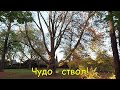 ПАРКИ В ГЕРМАНИИ. ЧУДО, ДА И ТОЛЬКО!