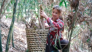 Harvesting Bamboo Shoots, Young Bamboo Shoots, Bring Them To The Market To Sell. Farm Life#151