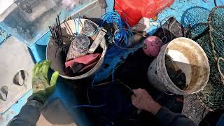 Catching huge muddies, muddy mangrove creek, Queensland Australia.