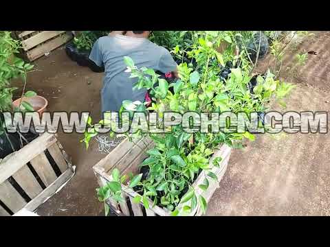 Proses Packing Tanaman Buah Unggul Jeruk Limau Sudah Berbuah Siap Kirim Ke Seluruh Indonesia