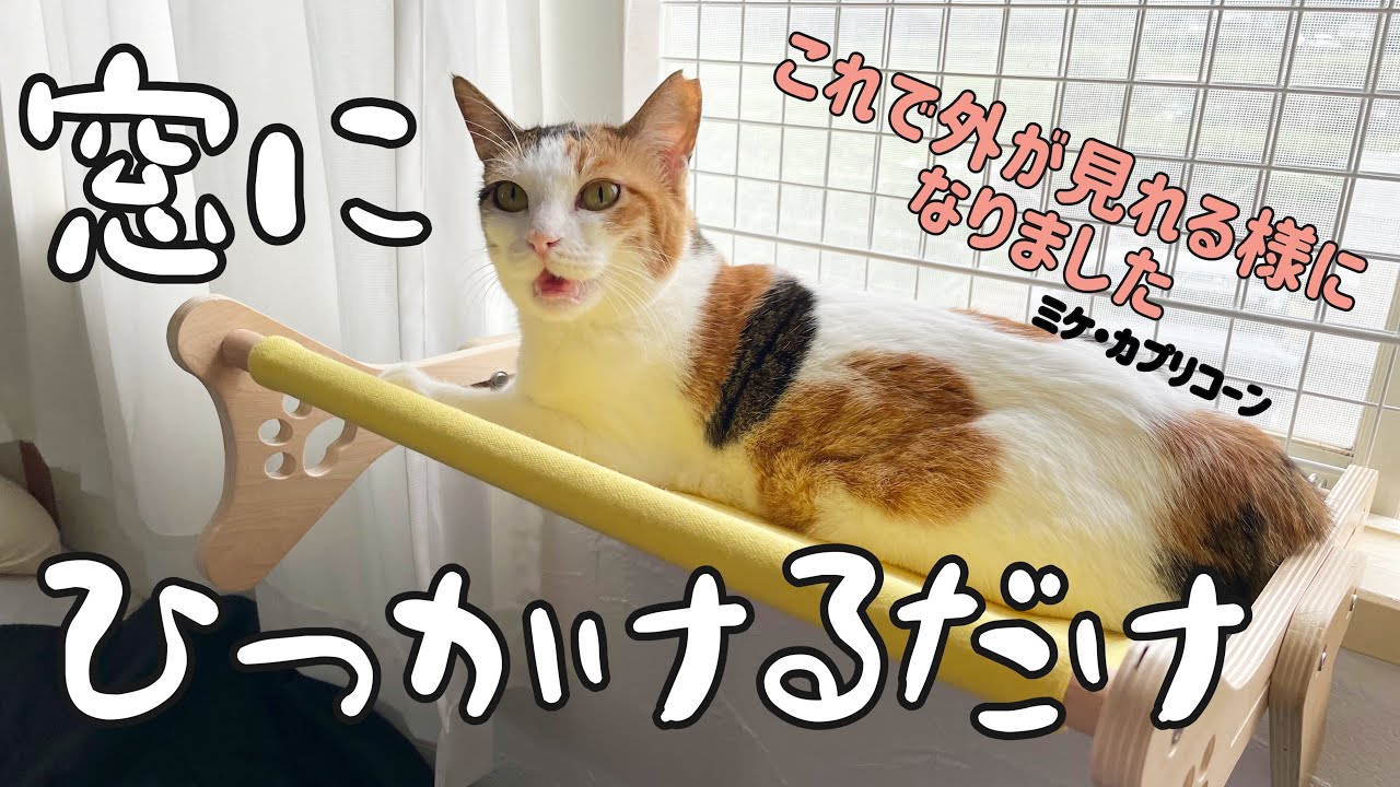吸盤じゃない！窓に引っ掛ける猫用ハンモックを設置し、男性を好きに