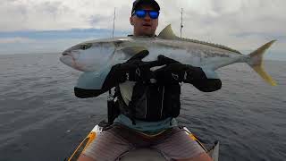 Hard fighting yellowtail kingfish