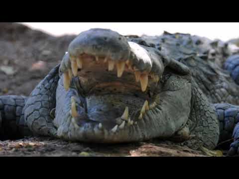 Vidéo: Des Crocodiles Dévorent Une Fillette De Deux Ans