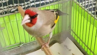 Himalyan Mast Goldfinch Singing With Canary Power Full Goldfinch