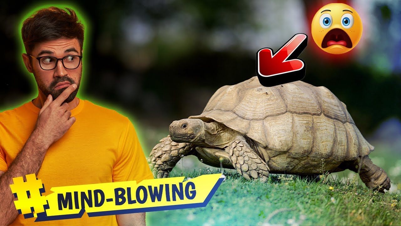 Download Top 10 facts about Sulcata Tortoise That Will Blow Your Mind