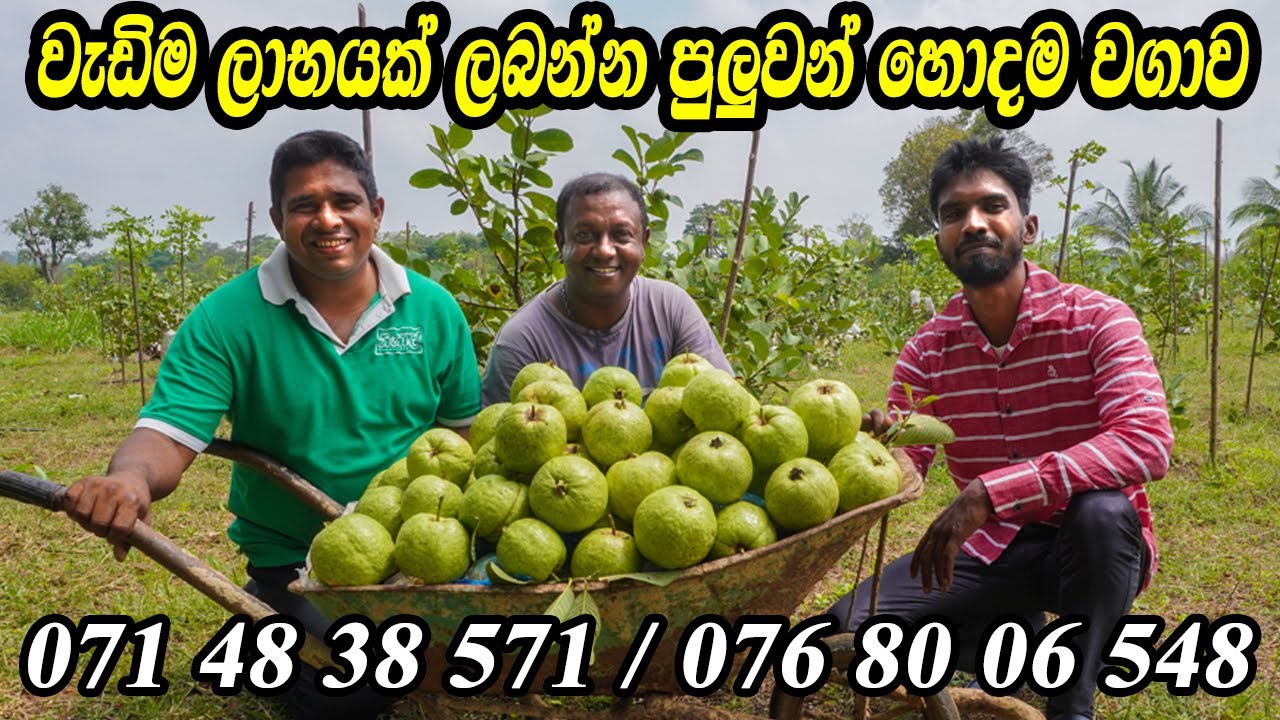 ඇපල් පේර වගාව කාබනිකව ommercial Guava Cultivation Sri Lanka Davulagala Agro Farm Apple Pera wagawa