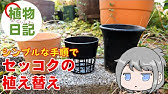 サギソウの育て方 鷺草 カインズ花図鑑 Youtube サギソウの育て方 鷺草 カインズ花図鑑 Youtube