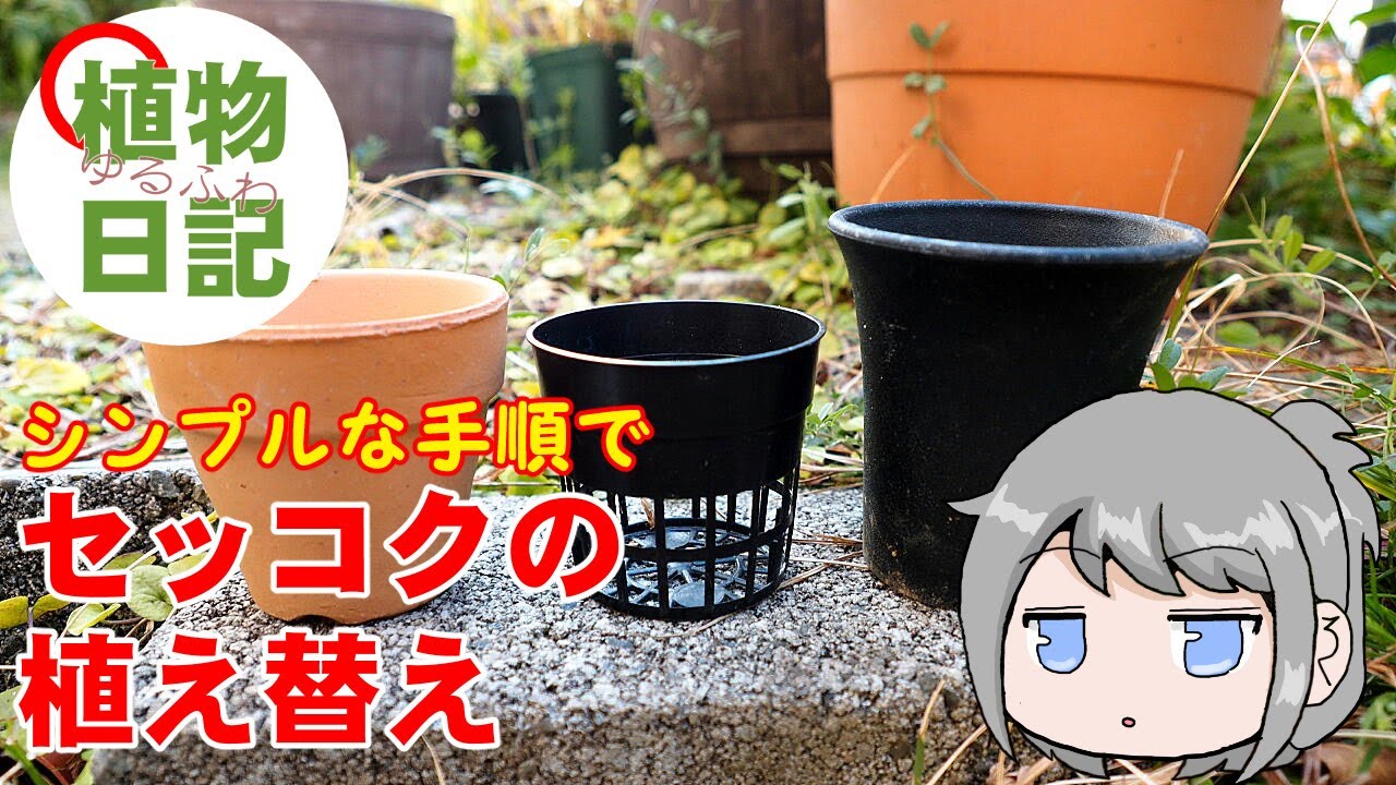 セッコクの植え替え ゆるふわ植物日記２ ヤサシイエンゲイ Youtube