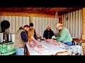 Pig Butchering What it Really Takes to Harvest 2 Pigs at Home (Over 500 Pounds)