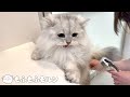 長毛猫ならではの事件です 【サイベリアン】