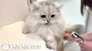 長毛猫ならではの事件です 【サイベリアン】