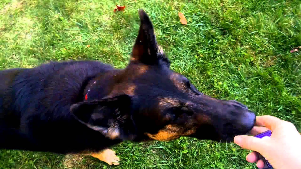 How to clean up your yard, German Shepherd edition YouTube
