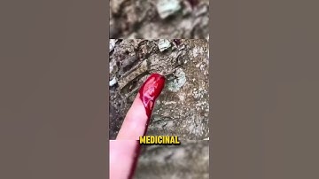 This Tree BLEEDS When Cut!? #shorts