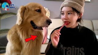 Captured on Camera| The top 30 funniest moments of dogs