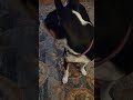 lil Dodger