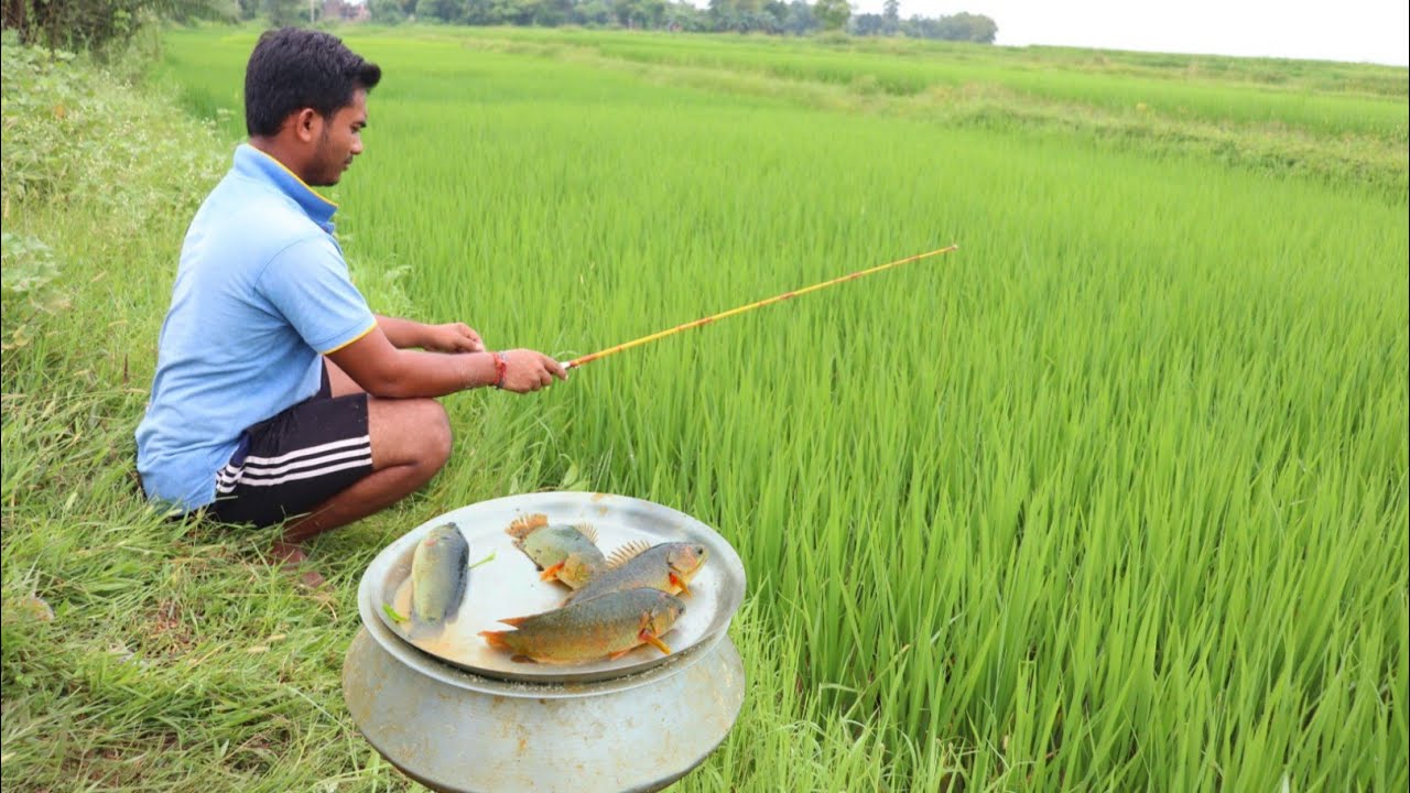 Fishing Video || Traditional boy fishing with a hook from the rice field || Amazing hook fishing