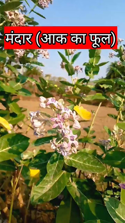 Mandar Aak Ka Flower #short #shorts #youtubeshorts
