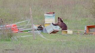 Orso marsicano mangia miele in un apiario abbandonato