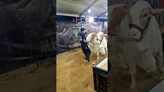 Khubsurat Bachri in Dalfa Cattle show ❤️ #nothernbypassmandi #dalfacattleshow #bull #bakraeid2026