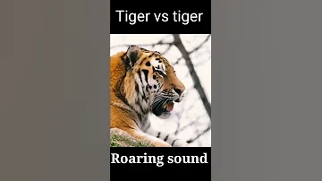 Tiger Sound Effect Loud | Tiger Roar Sound Effect |Tiger Roar Compilation | #Shorts #tigerroar