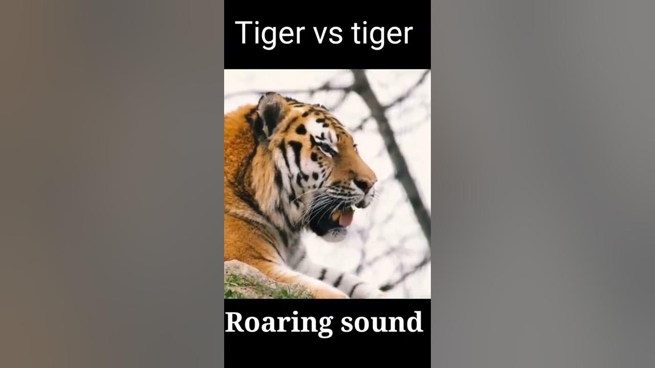 Tiger Sound Effect Loud | Tiger Roar Sound Effect |Tiger Roar ...