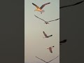 Inside the Hidden World of Birds #viralshort #shortvideo