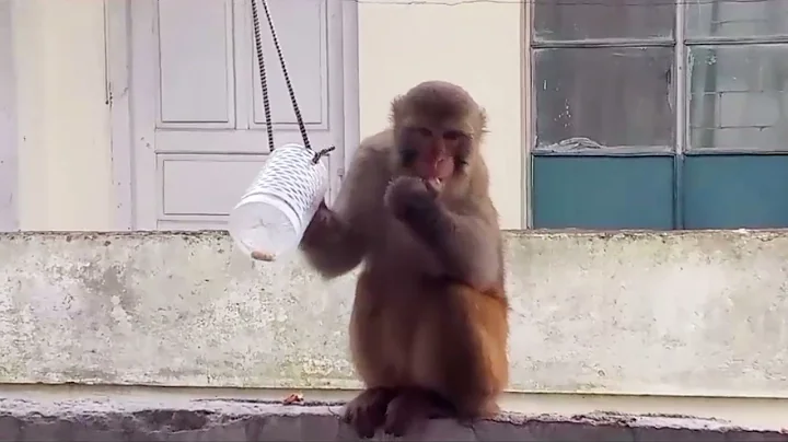 kiki monkey eating yummy food beez tricks and travel