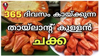 കുള്ളൻ തായ്ലാൻ്റ് ചക്ക പെട്ടന്ന് കായ്ക്കാൻ | Jackfruit cultivation tip malayalam krishi Prs kitchen