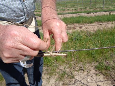 Tying Grapevines | Part 3 -  Techniques Used for Tying - Grape Video #37