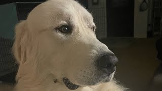 Great Pyrenees “Bubba” being silly