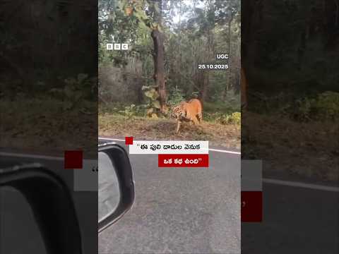 వ హన లప ద డ చ స త న న ప ల ఎ ద క ట Shorts