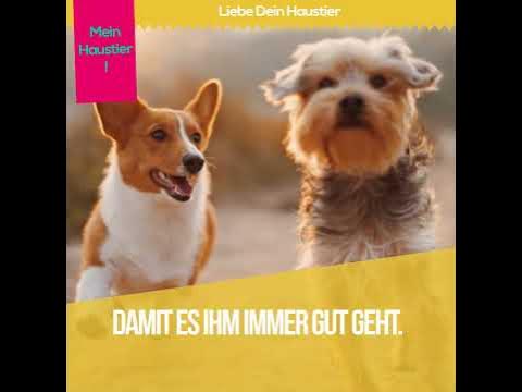 Tag der Haustiere #shorts - YouTube