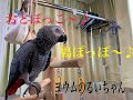 おとぽっこ〜♪鳩ぽっぽー♪笑 ヨウムのるいちゃん