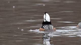 Hooded Mergansers Courting  #birds #wildlife #nature #mergansers