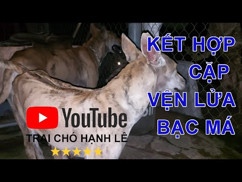 Video Cặp Vện Lửa Bạc Má - Julet & Luthor || Trại Chó Hạnh... - youtube