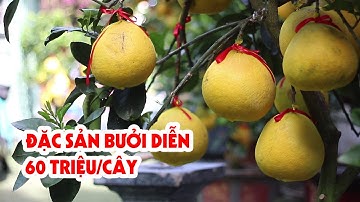 Giá 1 cây bưởi Diễn 60 triệu đồng, nhiều khách muốn mua  - PLO