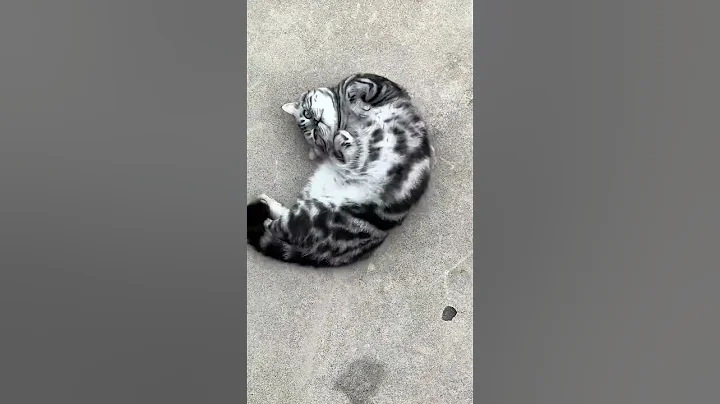 Video 10606621: tabby american shorthair, cute american shorthair, american pet