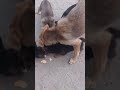 Dogs like cookies