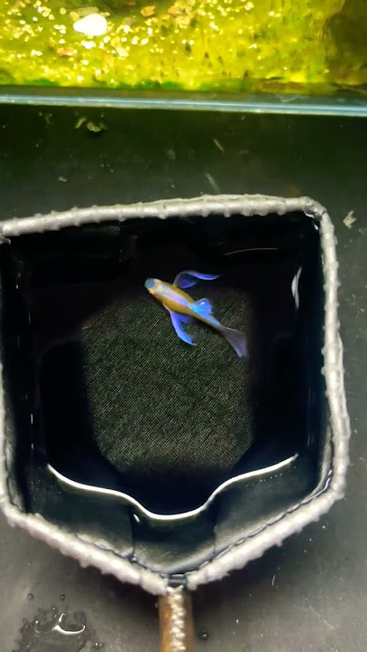 Quá đẹp luôn ạ. Blue Topaz Longfin . #guppy #fish