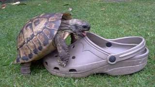 shoes with turtles on them