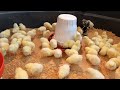 Everything you need to know about raising baby chickens simple easy and fun