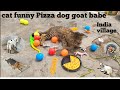 Cat funny pizza dog goat babe india village